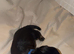 Last one! Miniature dachshund