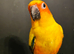Blue crown and sun conure, also green cheeks