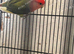 Male lovebird