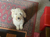Teddy Toy Poodle