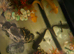 2x axolotls