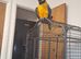 8 month old blue and gold macaw