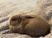 6 month old female mini lop rabbit comes with everything you need