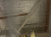 Cheap Cockatiel for sale