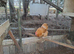 Buff orpington hatching eggs....