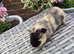 Baby Guinea Pig Sows Teddy Crested Smooth