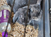 Mini lop baby rabbits