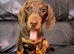 Just One Beautiful Puppy Left!