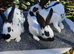 English spot rabbits