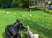 Chinese crested/ cocker spaniel puppies for sale