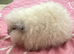 Guinea pig Swiss white Californian boar