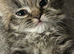 Adorable pure Persian babies