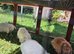 Mini lop babies