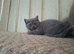 Beautiful Blue British shorthair kittens