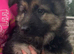 German Shepherd pups
