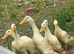 6 female Indian runner ducks