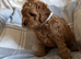 Beautiful cockapoos for sale