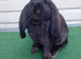 Baby French Lop - Ready Now