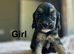 Charming cockapoo girls and boys available