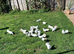 ️English fantail Doves ️