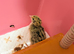 Coturnix Quail Chicks