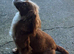 Beautiful little boy cockapoo