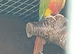 A mix of 12 conures