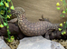 Spiny Tailed Monitors (Ackies) at Birmingham Reptiles