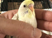Beautiful Baby Budgie