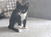 Adult boy and 2 13 week old kittens