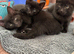 Kittens
