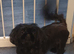 imperial shih tzu girl
