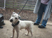 parson jack russell for stud