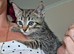 Bengamese kittens