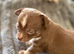 Chihuahua puppy