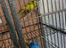 Proven bonded pair of kakarikis with cage