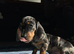 Beautiful miniature dachshund