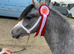 Beautiful Welsh Section A Fillies WPCS Full passports.