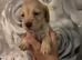 5 beautiful cocker spaniel puppies