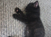 3 kittens ready for there new homes