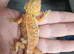 Baby bearded dragons
