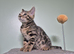 TICA Registered Bengal Boy Left. ️Don't Miss Out ️
