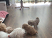 Adorable Maltipoo puppies