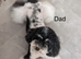 Stunning Maltipoo puppies