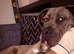 7 months old Mastiff Ghost