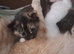 Sweet Litter of Fluffy Mixed Breed Kittens - Ready to Reserve:)