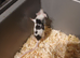 Various pet mice