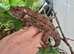 Cuban False Chameleon with Exo Terra Pro Paludarium - Medium/X-Tall 60 x 45 x 90cm