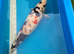 japanese showa koi 55cm