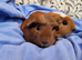 Female Guinea pigs ip3